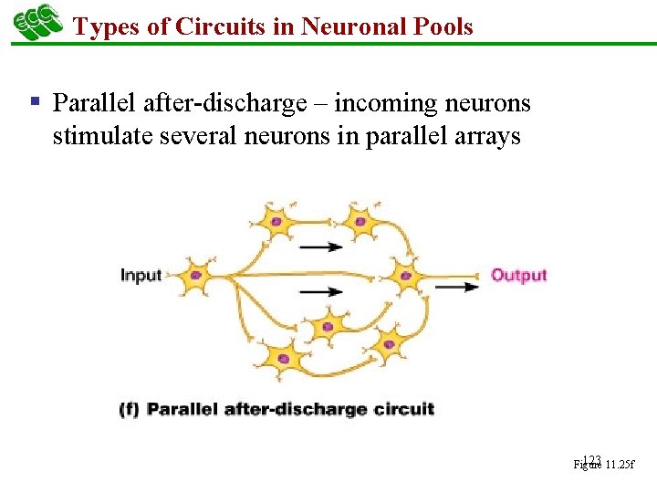 Types of Circuits in Neuronal Pools § Parallel after-discharge – incoming neurons stimulate several