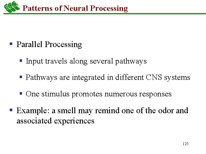 Patterns of Neural Processing § Parallel Processing § Input travels along several pathways §