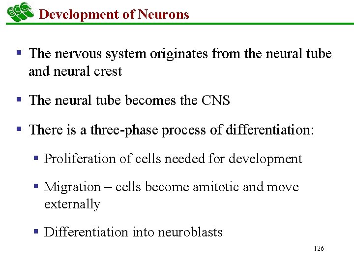 Development of Neurons § The nervous system originates from the neural tube and neural