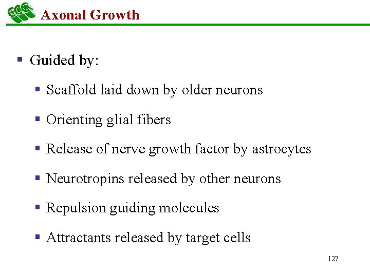 Axonal Growth § Guided by: § Scaffold laid down by older neurons § Orienting