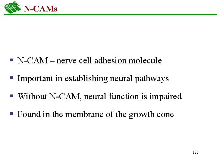 N-CAMs § N-CAM – nerve cell adhesion molecule § Important in establishing neural pathways