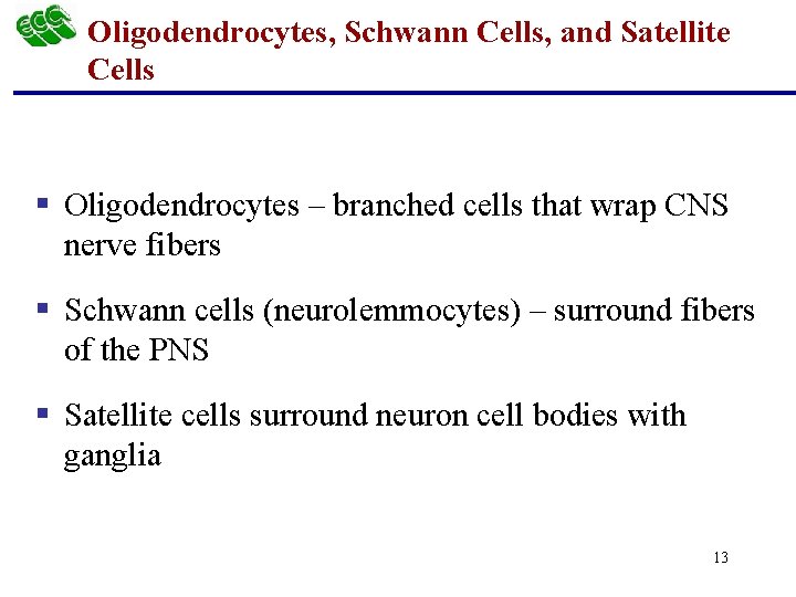 Oligodendrocytes, Schwann Cells, and Satellite Cells § Oligodendrocytes – branched cells that wrap CNS