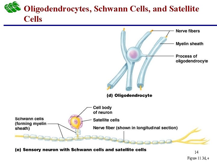 Oligodendrocytes, Schwann Cells, and Satellite Cells 14 Figure 11. 3 d, e 