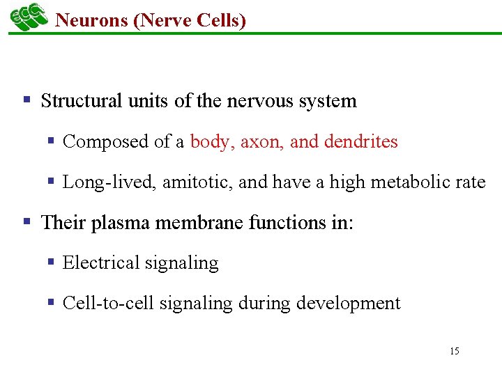 Neurons (Nerve Cells) § Structural units of the nervous system § Composed of a