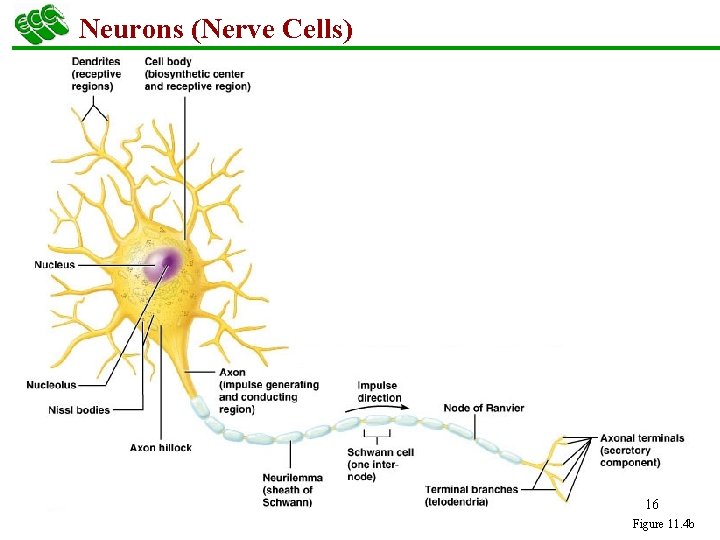 Neurons (Nerve Cells) 16 Figure 11. 4 b 