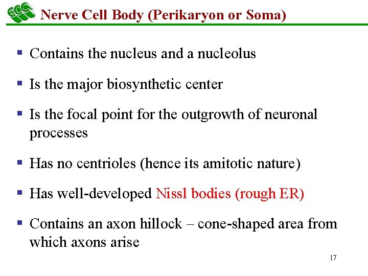 Nerve Cell Body (Perikaryon or Soma) § Contains the nucleus and a nucleolus §