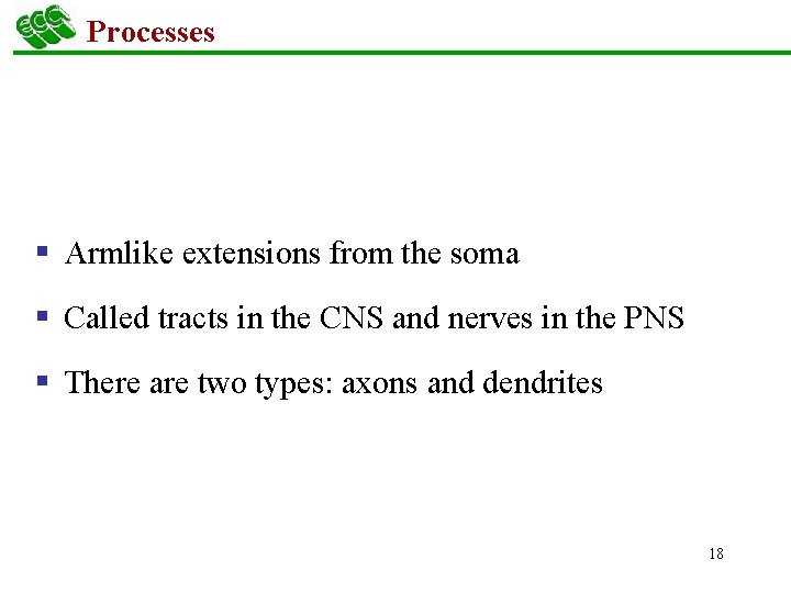 Processes § Armlike extensions from the soma § Called tracts in the CNS and