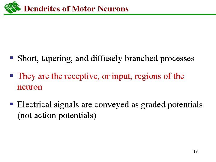 Dendrites of Motor Neurons § Short, tapering, and diffusely branched processes § They are