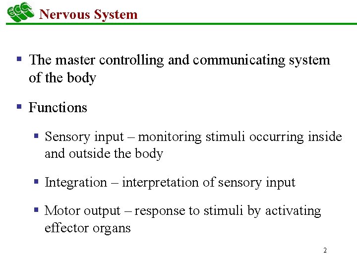 Nervous System § The master controlling and communicating system of the body § Functions