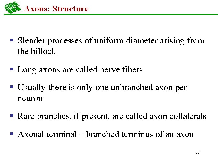 Axons: Structure § Slender processes of uniform diameter arising from the hillock § Long