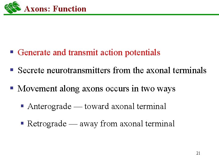 Axons: Function § Generate and transmit action potentials § Secrete neurotransmitters from the axonal