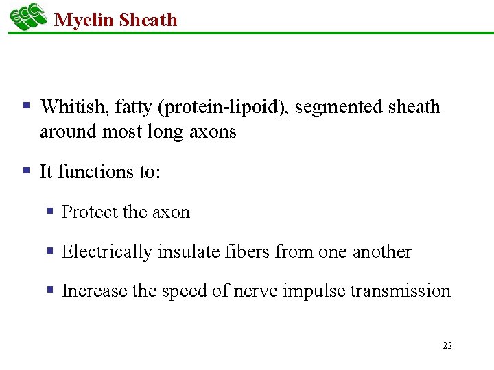 Myelin Sheath § Whitish, fatty (protein-lipoid), segmented sheath around most long axons § It