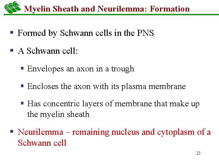 Myelin Sheath and Neurilemma: Formation § Formed by Schwann cells in the PNS §