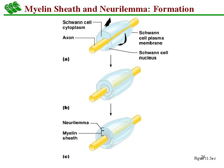 Myelin Sheath and Neurilemma: Formation 2411. 5 a-c Figure 