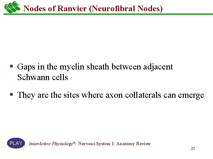 Nodes of Ranvier (Neurofibral Nodes) § Gaps in the myelin sheath between adjacent Schwann