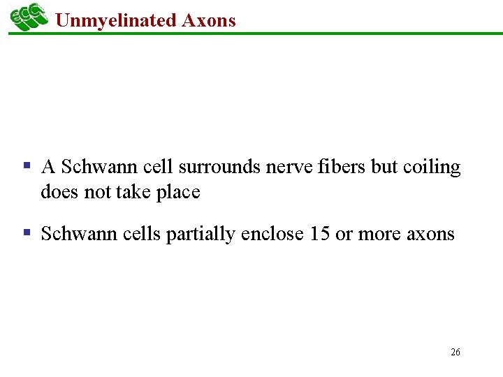 Unmyelinated Axons § A Schwann cell surrounds nerve fibers but coiling does not take