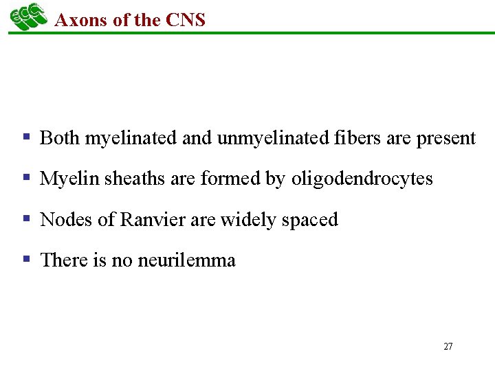 Axons of the CNS § Both myelinated and unmyelinated fibers are present § Myelin