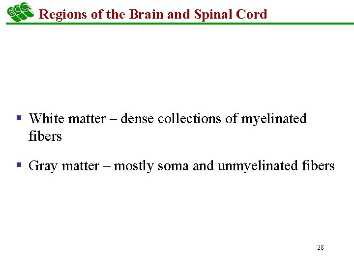 Regions of the Brain and Spinal Cord § White matter – dense collections of