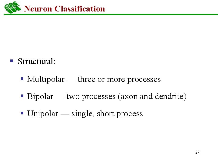 Neuron Classification § Structural: § Multipolar — three or more processes § Bipolar —