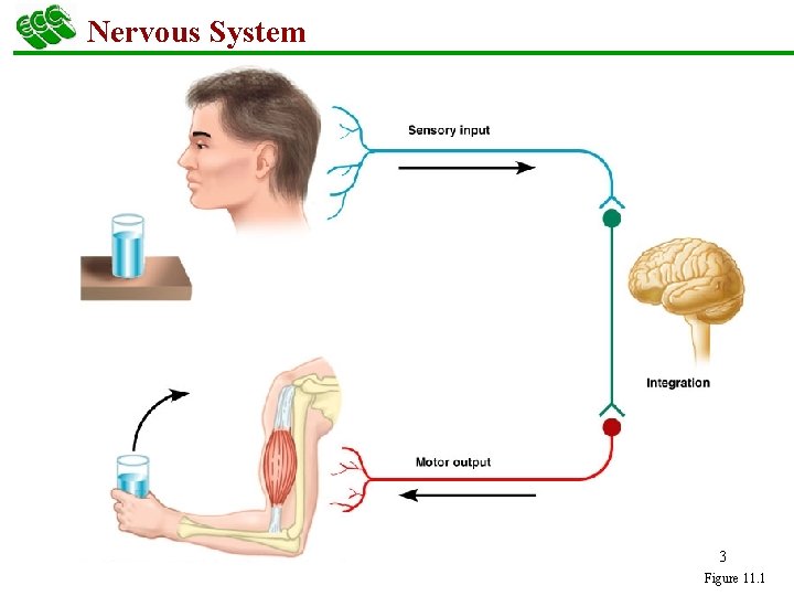 Nervous System 3 Figure 11. 1 