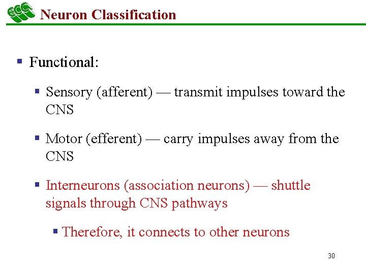 Neuron Classification § Functional: § Sensory (afferent) — transmit impulses toward the CNS §