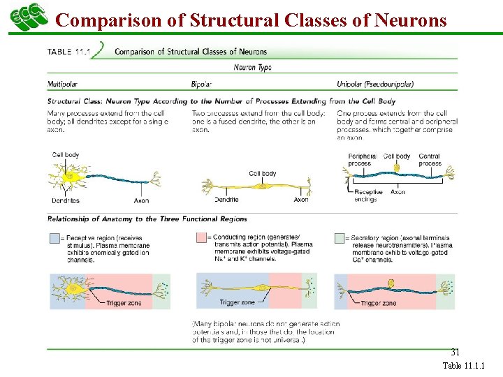 Comparison of Structural Classes of Neurons 31 Table 11. 1. 1 