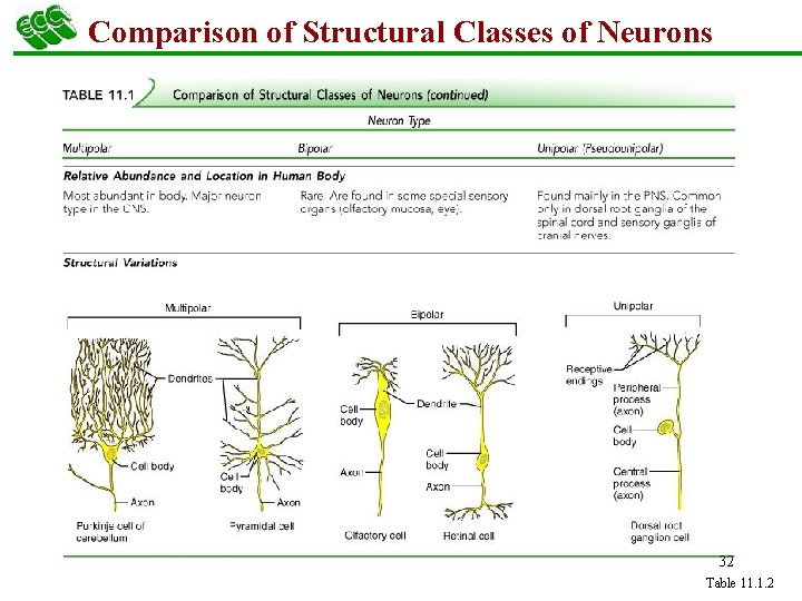 Comparison of Structural Classes of Neurons 32 Table 11. 1. 2 