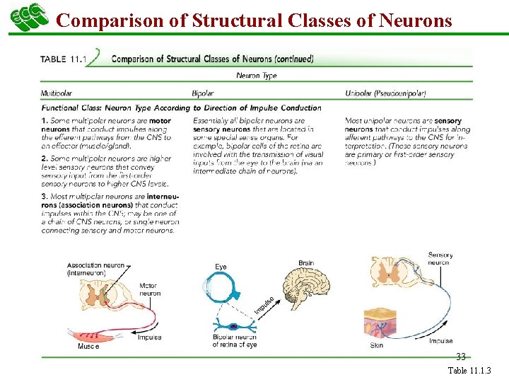 Comparison of Structural Classes of Neurons 33 Table 11. 1. 3 