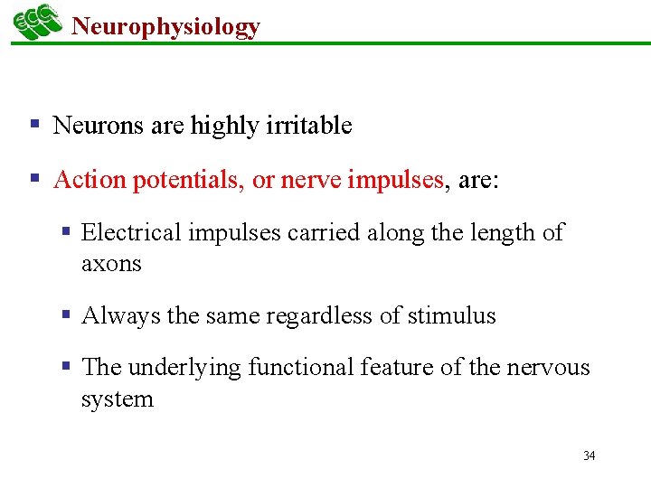 Neurophysiology § Neurons are highly irritable § Action potentials, or nerve impulses, are: §