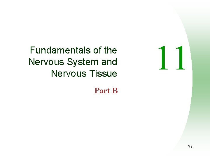 Fundamentals of the Nervous System and Nervous Tissue 11 Part B 35 