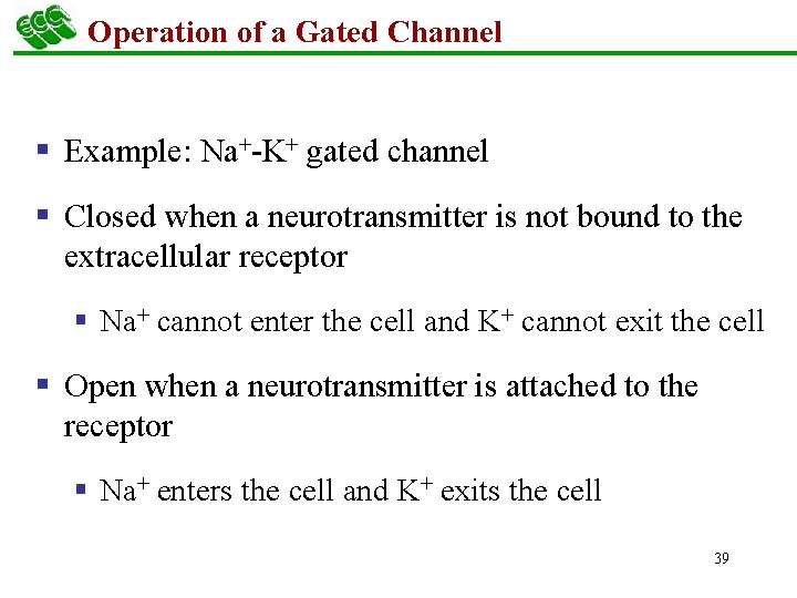 Operation of a Gated Channel § Example: Na+-K+ gated channel § Closed when a