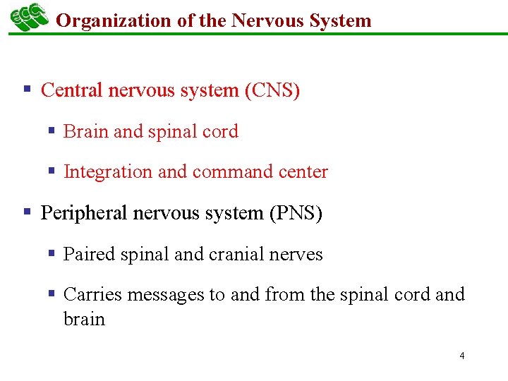 Organization of the Nervous System § Central nervous system (CNS) § Brain and spinal