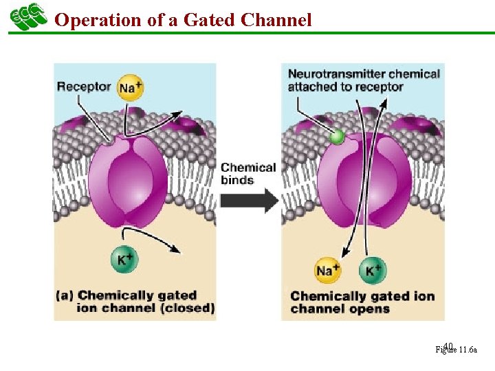 Operation of a Gated Channel 40 11. 6 a Figure 