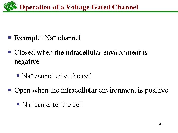 Operation of a Voltage-Gated Channel § Example: Na+ channel § Closed when the intracellular