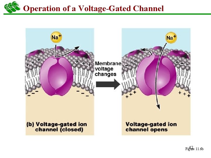 Operation of a Voltage-Gated Channel 42 11. 6 b Figure 