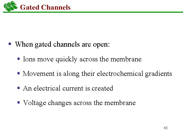 Gated Channels § When gated channels are open: § Ions move quickly across the