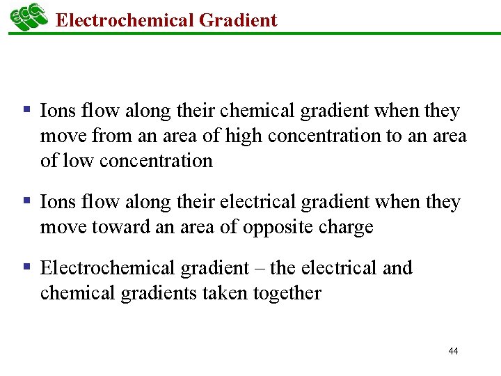 Electrochemical Gradient § Ions flow along their chemical gradient when they move from an