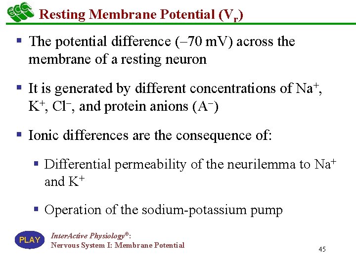 Resting Membrane Potential (Vr) § The potential difference (– 70 m. V) across the