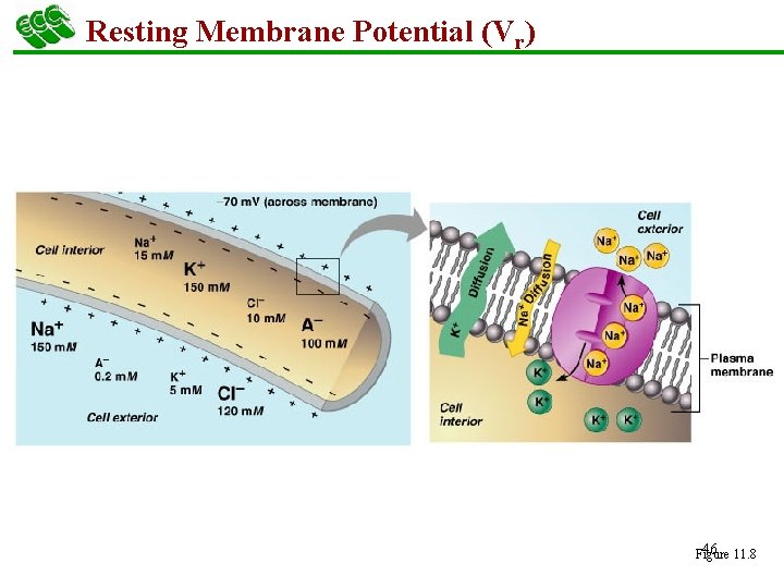 Resting Membrane Potential (Vr) 46 11. 8 Figure 