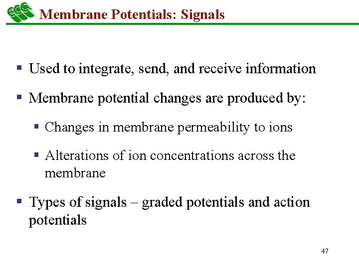 Membrane Potentials: Signals § Used to integrate, send, and receive information § Membrane potential