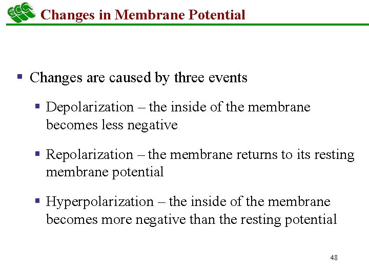 Changes in Membrane Potential § Changes are caused by three events § Depolarization –