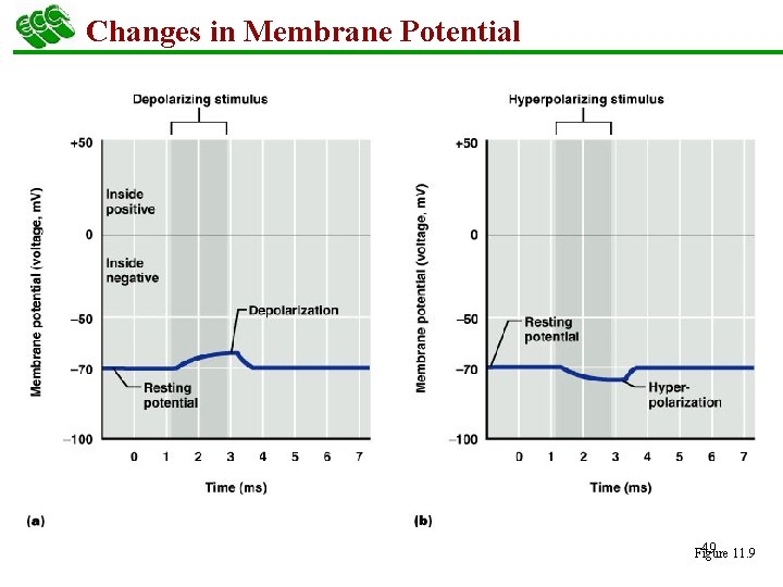 Changes in Membrane Potential 49 11. 9 Figure 