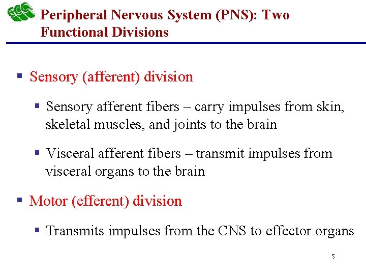 Peripheral Nervous System (PNS): Two Functional Divisions § Sensory (afferent) division § Sensory afferent