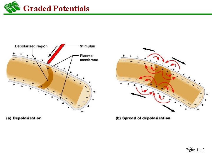 Graded Potentials 51 11. 10 Figure 