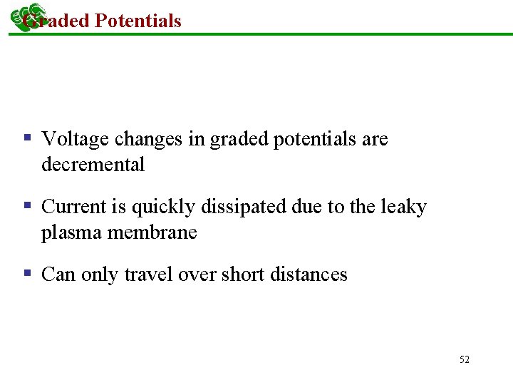 Graded Potentials § Voltage changes in graded potentials are decremental § Current is quickly