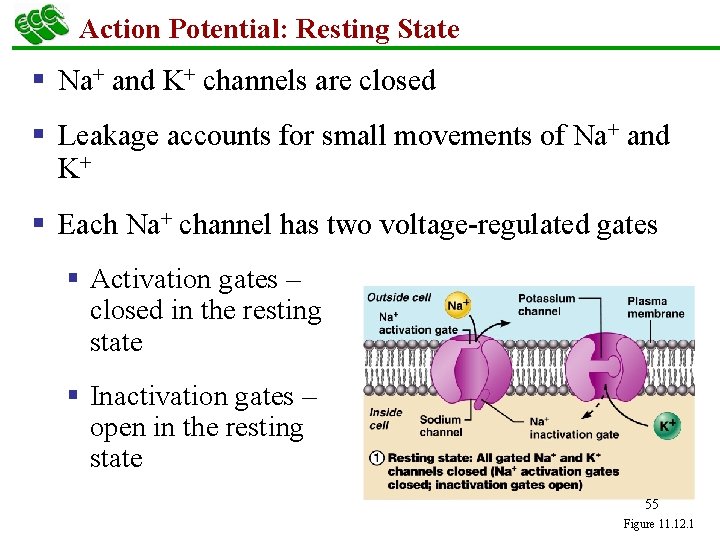 Action Potential: Resting State § Na+ and K+ channels are closed § Leakage accounts