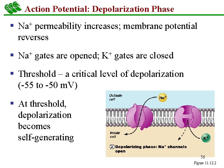 Action Potential: Depolarization Phase § Na+ permeability increases; membrane potential reverses § Na+ gates