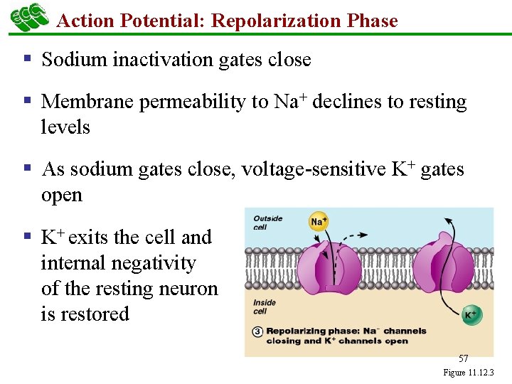 Action Potential: Repolarization Phase § Sodium inactivation gates close § Membrane permeability to Na+