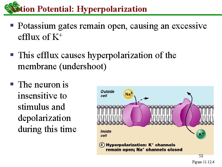 Action Potential: Hyperpolarization § Potassium gates remain open, causing an excessive efflux of K+