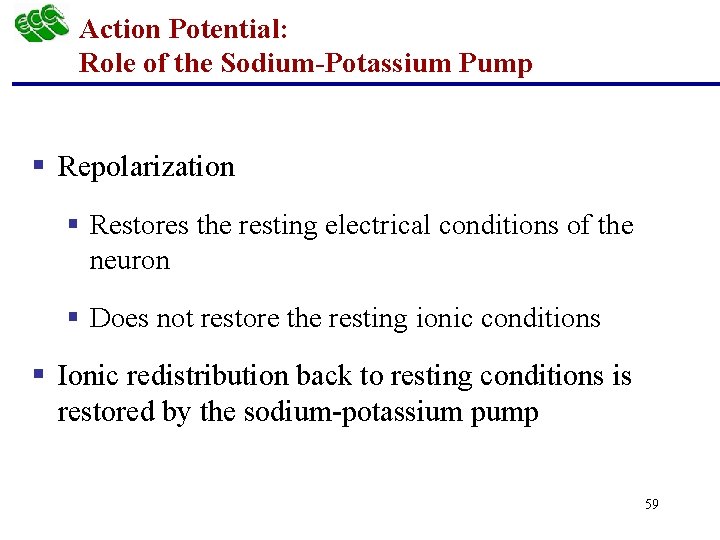 Action Potential: Role of the Sodium-Potassium Pump § Repolarization § Restores the resting electrical